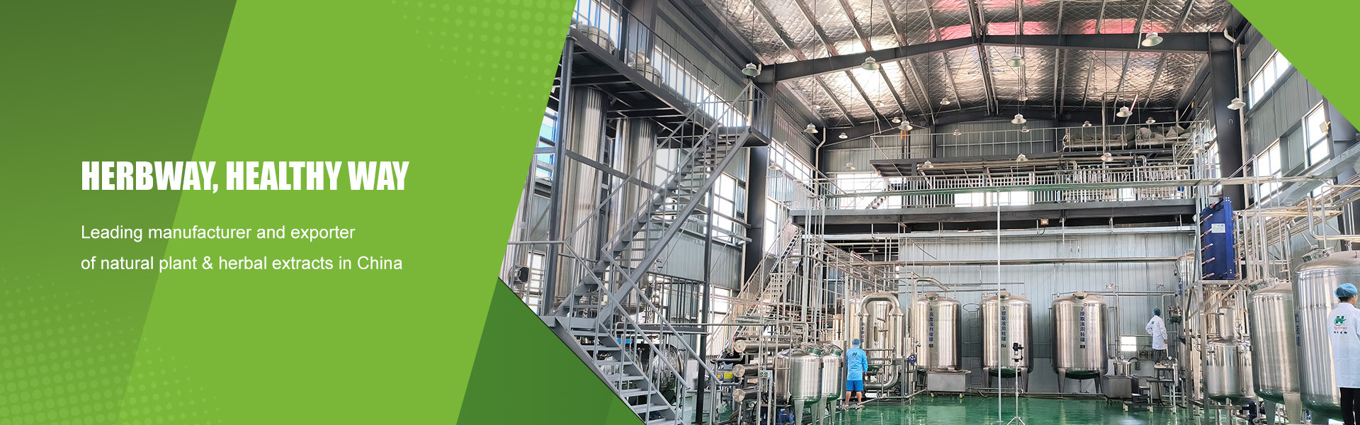 qualité Poudre d'extrait de plante usine