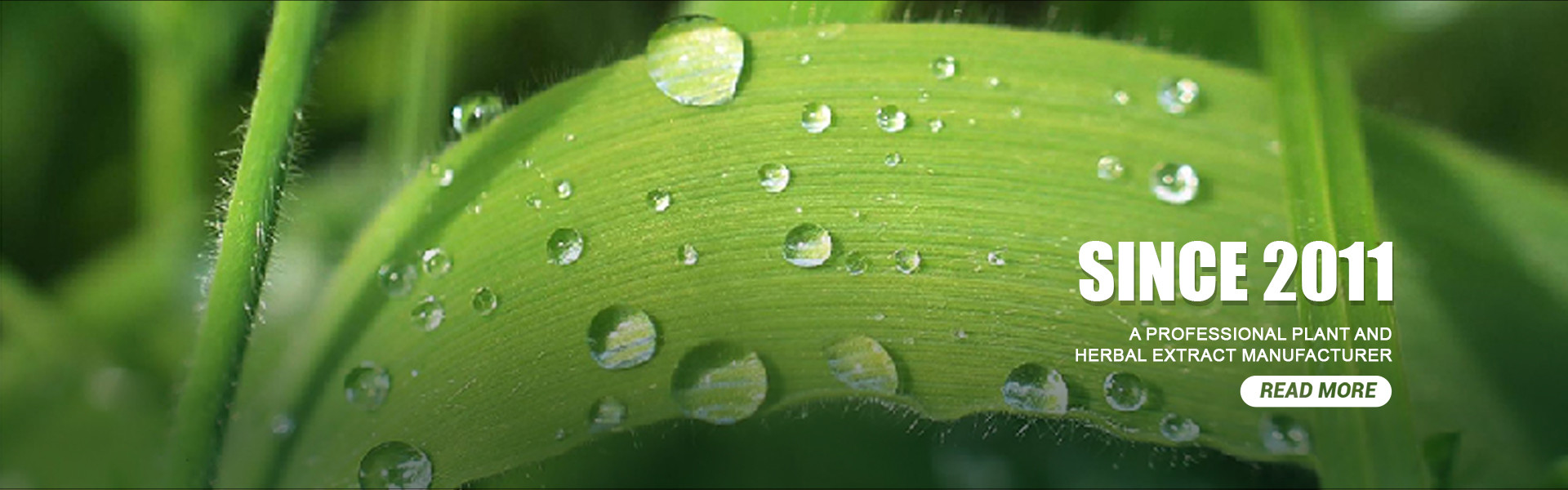 qualité Poudre d'extrait de plante usine